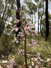 Dipodium pardalinum