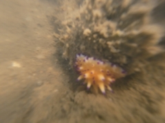 Mexichromis multituberculata