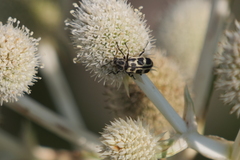 Astylus atromaculatus