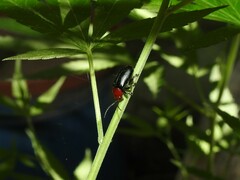 Cacoscelis nigripennis