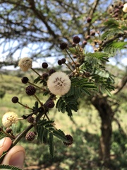 Vachellia xanthophloea