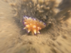 Mexichromis multituberculata