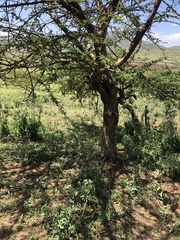 Vachellia xanthophloea