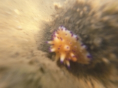 Mexichromis multituberculata