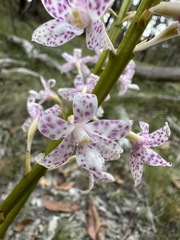 Dipodium pardalinum