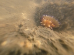 Mexichromis multituberculata