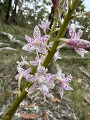 Dipodium pardalinum