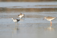 Calidris ferruginea