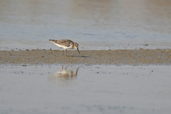 Calidris falcinellus