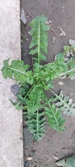 Sisymbrium irio