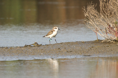 Charadrius mongolus