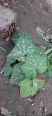Cucurbita moschata
