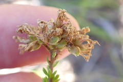Selago glomerata