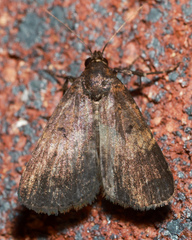 Hydrillodes lentalis