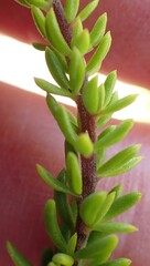 Selago glomerata