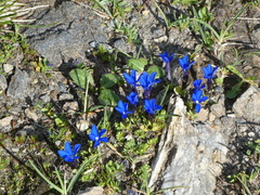Gentiana bavarica subacaulis