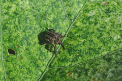 Chalcodermus