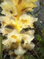Orobanche pubescens