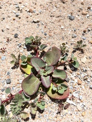Mesembryanthemum crystallinum