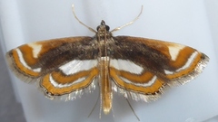 Acentropinae