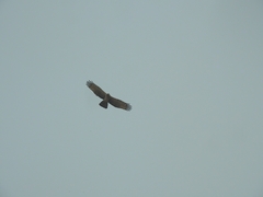 Pernis ptilorhynchus