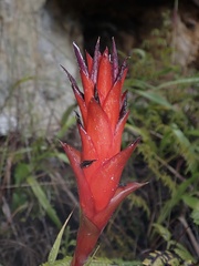 Pitcairnia