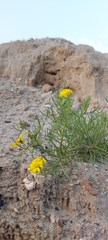 Senecio glaucus