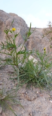 Senecio glaucus
