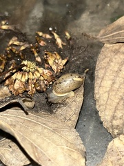 Bradybaena similaris