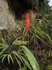 Pitcairnia