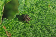 Chalcodermus