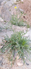 Senecio glaucus