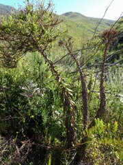 Osteospermum corymbosum