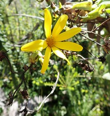 Osteospermum corymbosum