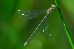 Lestes virgatus