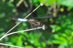 Erythrodiplax melanorubra