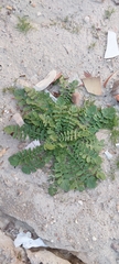 Brassica tournefortii