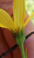 Osteospermum corymbosum