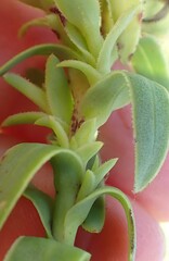Osteospermum corymbosum