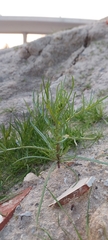 Senecio glaucus