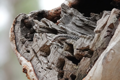 Concinnia tenuis