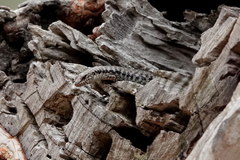 Concinnia tenuis