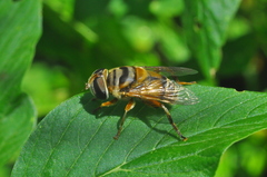 Palpada vinetorum