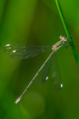 Lestes virgatus