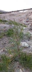 Senecio glaucus