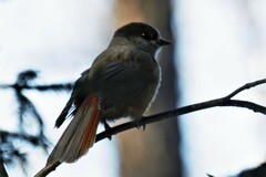 Perisoreus infaustus