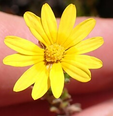 Ursinia trifida