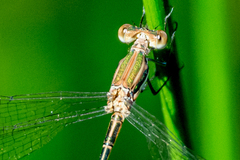 Lestes virgatus