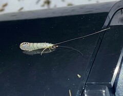 Nectopsyche exquisita