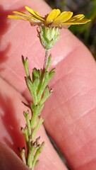 Ursinia trifida